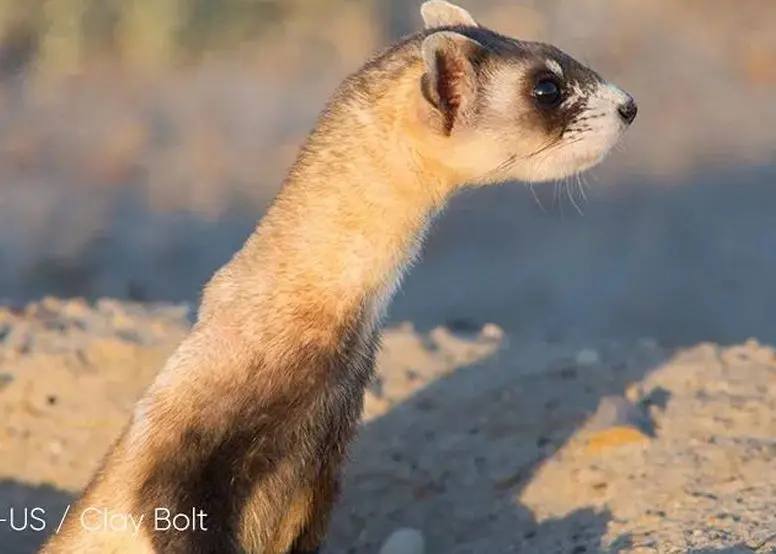 携手世界自然基金会WWF，华宝新能绿色能源助力珍稀动物保护计划